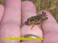 /home//u458753944/public_html/sourcegallery//////////Insects and small critters/grasshoppers and crickets (Orthoptera)/P1050983.JPG
